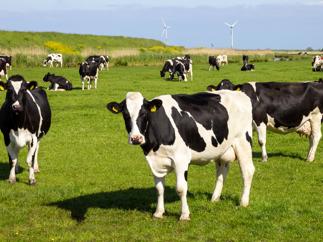 Is Grass-Fed Whey One of the Best Protein Sources?, best protein source, Grass-fed whey