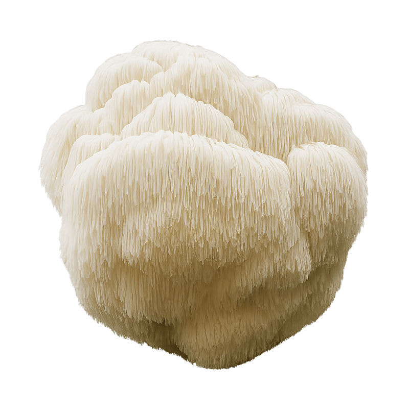 Lion’s Mane