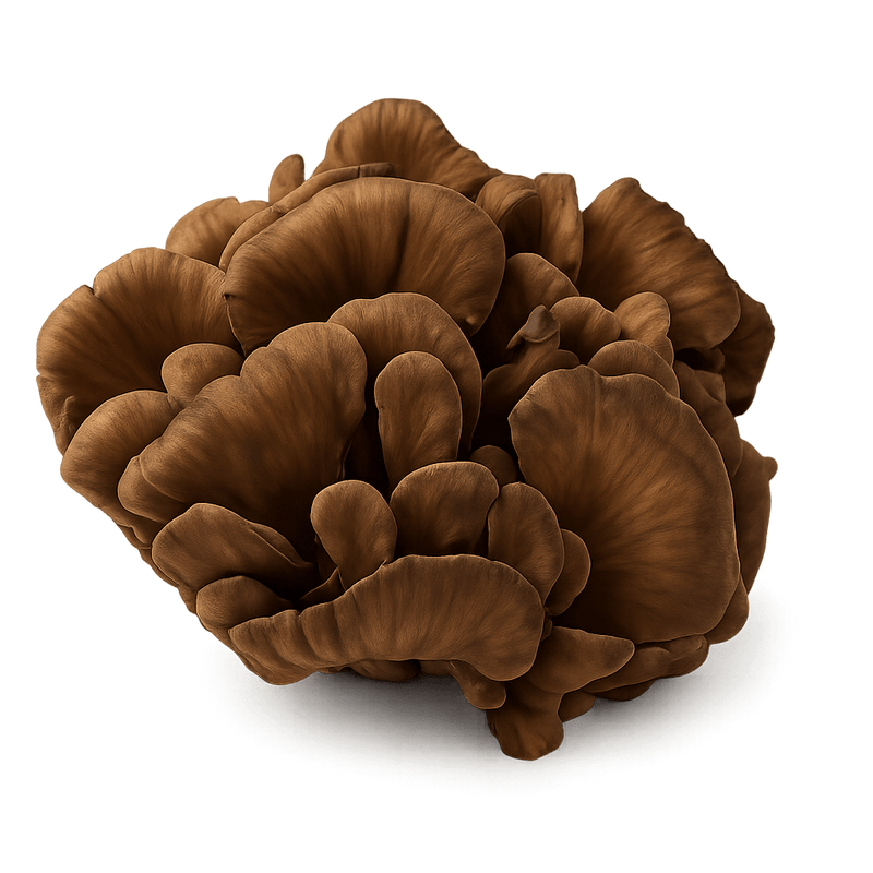 Maitake