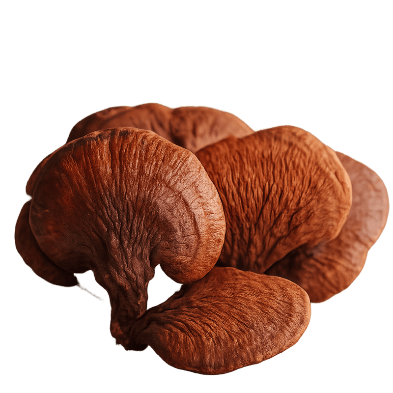Reishi