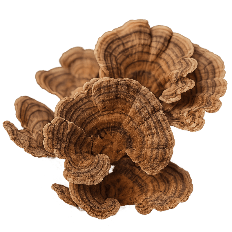 Turkey Tail