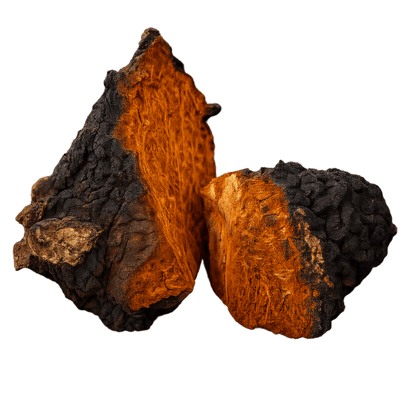 Wild Chaga